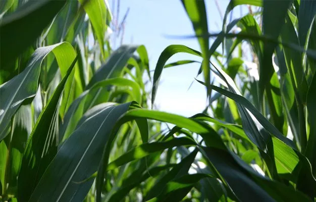 Stay Green