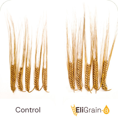 Improved spike fertility