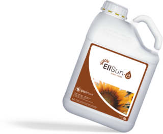EliSun-a Sunflower