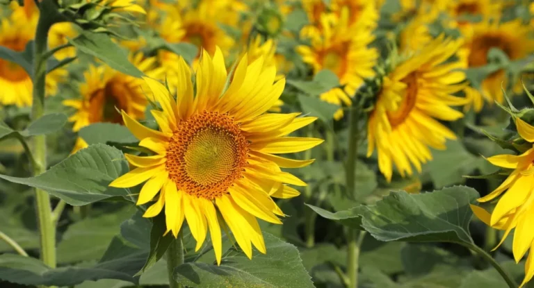Elicit Plant Latest News: Prepares to Enter US Market with Drought Mitigation Technology