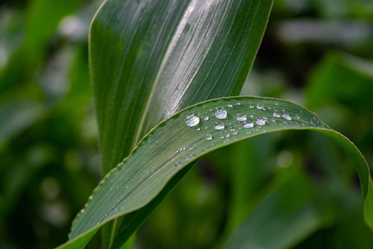 Growing more with less water: the challenge of water use efficiency