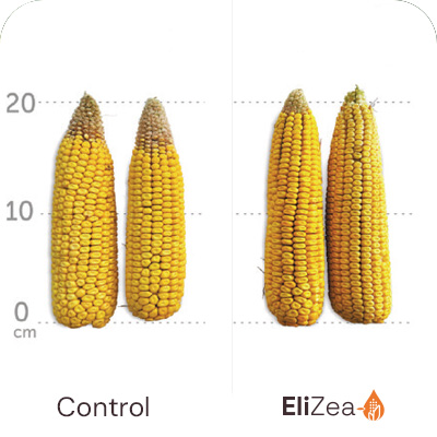 Benefits Elizea Grain