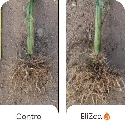 Benefits Elizea Root Mass