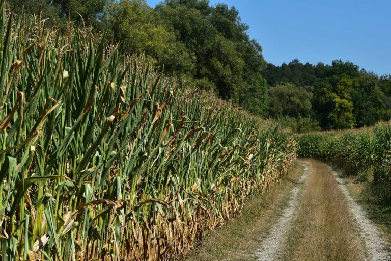Water stress affects nearly 40% of the world’s agricultural land
