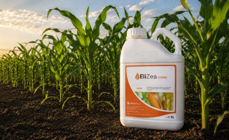 Discover EliZea