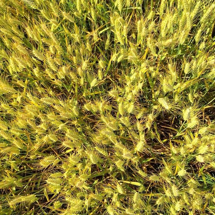 Wheat under water stress