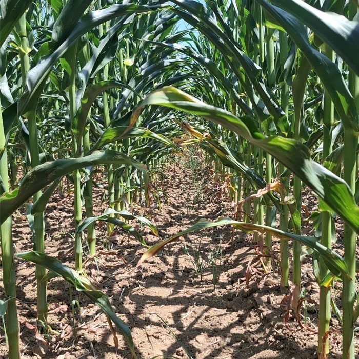 Corn under water stress