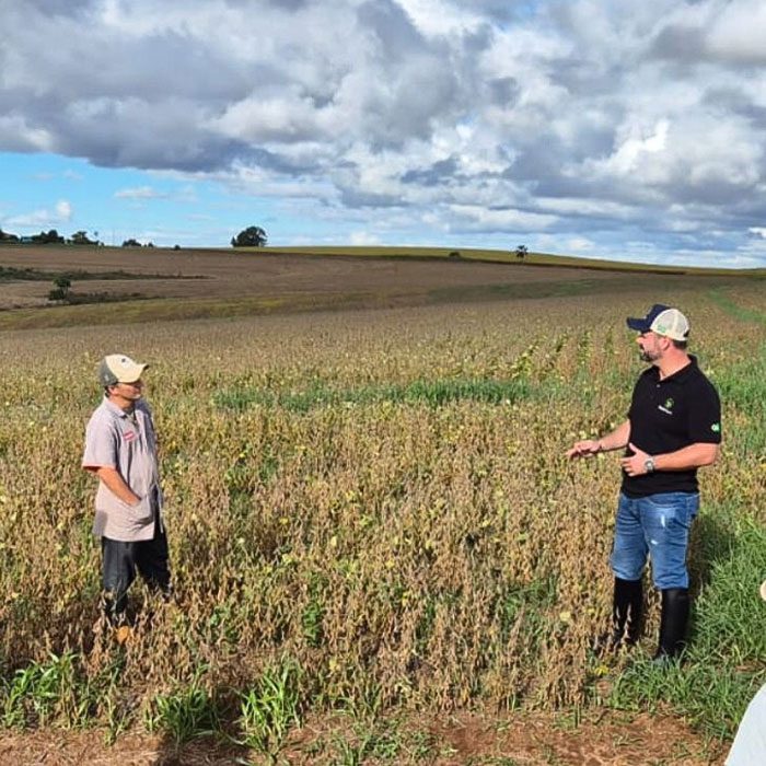 Soybean under water stress