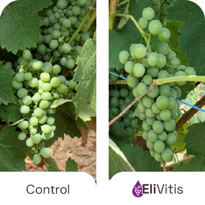 EliVitis Control Treated comparison