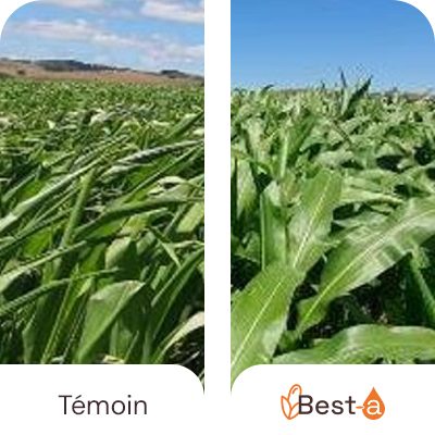 Biomasse plus importante et moindre enroulement des feuilles