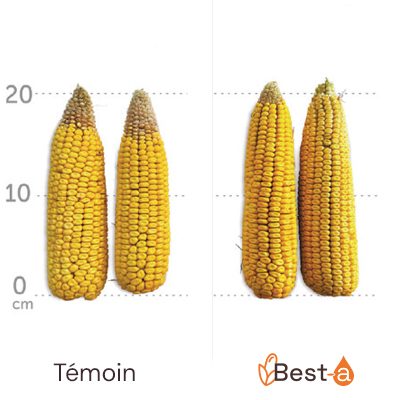Augmentation de la taille des épis