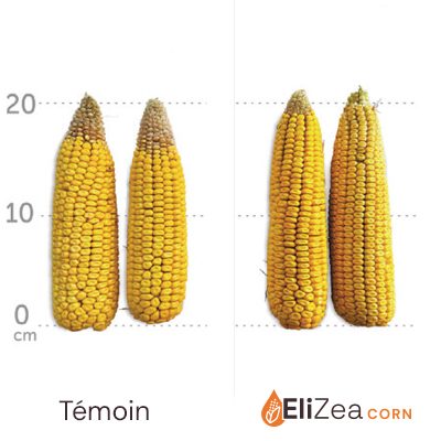 Augmentation de la taille des épis