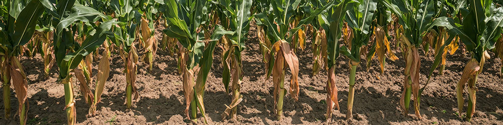 Les conséquences du stress hydrique en agriculture