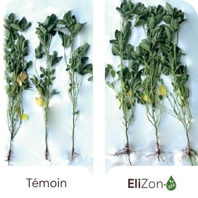 Augmentation de la surface foliaire