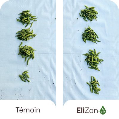  Augmentation du nombre de gousses par plante et grains plus lourds (PMG)