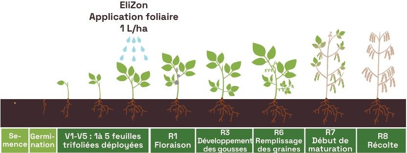 EliZon stade d'application