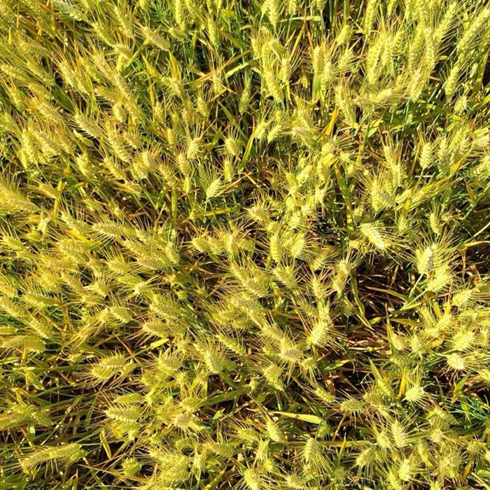 Exemple de stress hydrique sur le blé