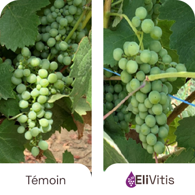 EliVitis comparaison témoin traité