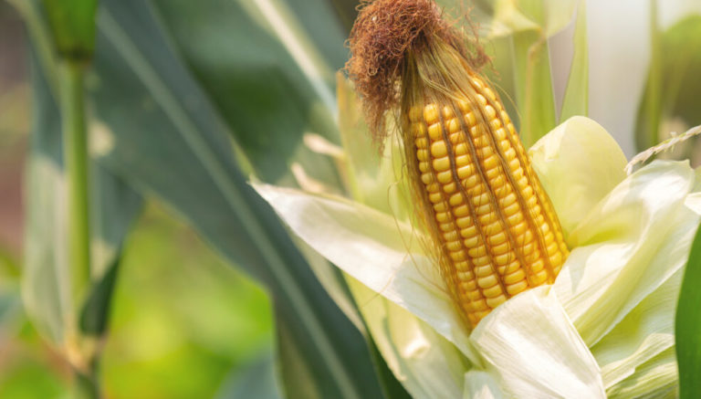 WikiAgri