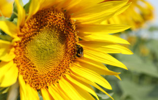 girasol sin estrés hídrico