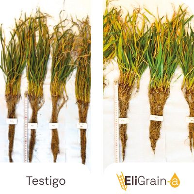 Estimulación radicular y foliar