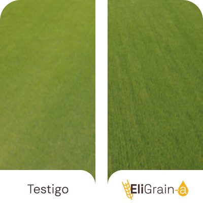 Mayor resistencia al estrés hídrico: retraso del amarilleamiento y cubierta vegetal más densa