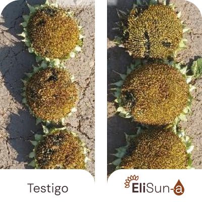Aumento del tamaño de las cabezas de girasol