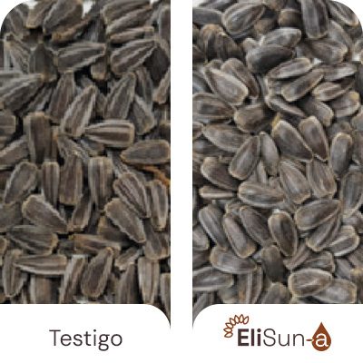 Mayor número de flores fecundadas