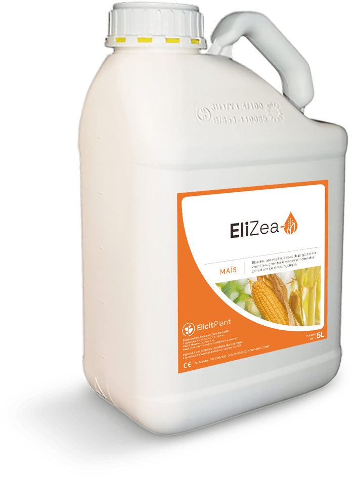 EliZea-mais