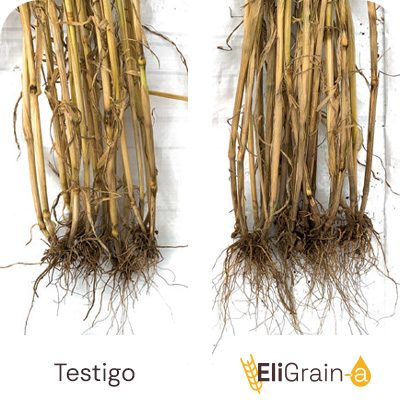 Estimulación radicular durante el encañado