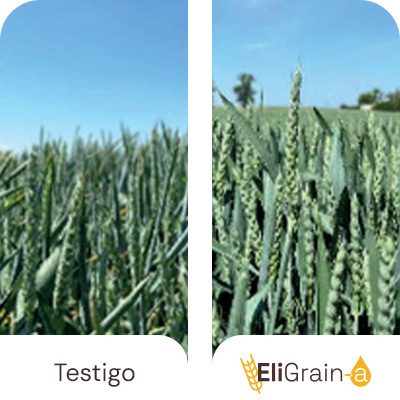 Menor enrollamiento de las hojas