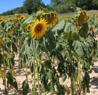 Girasol en estrés hídrico