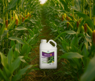 EliZea en un campo de maíz