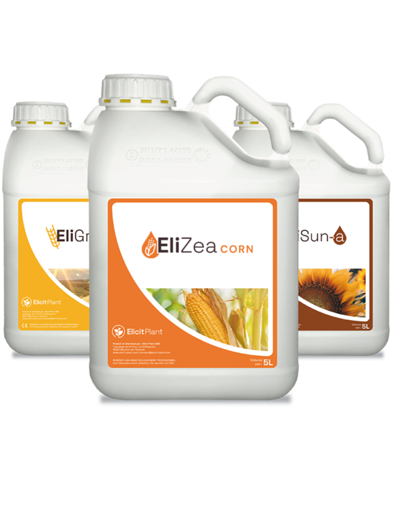 En 3 cultivos clave: maíz, trigo, girasol