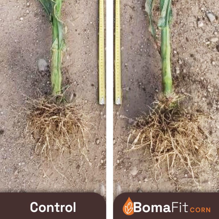 Boosted Root Growth Control vs Treated