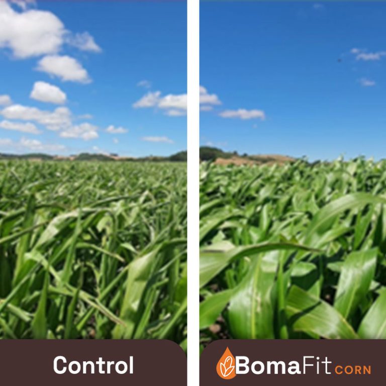 Enhanced leaf area Control vs Treated