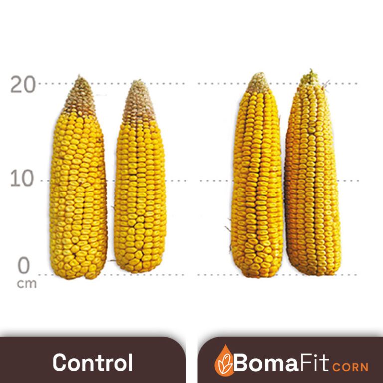 Larger Ears Control vs Treated