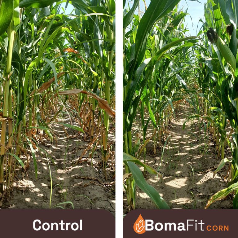 Stay Green effect Control vs Treated