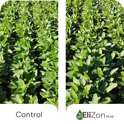 Stronger Root development
