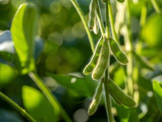 Soybean treated