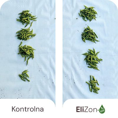 Veći broj mahuna i broj zrna po mahuni (bolja MHS)