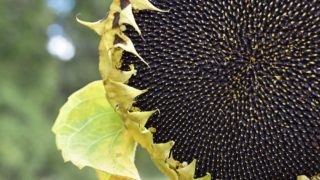 EliSun-a – prednosti proizvoda 2