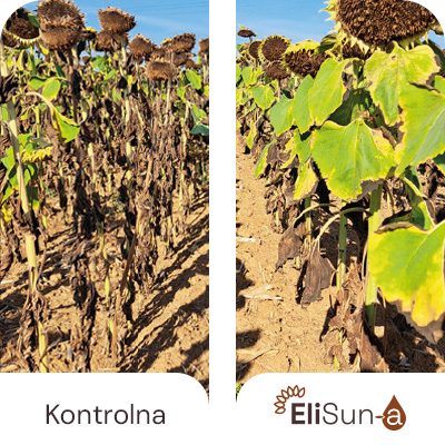 Efekat zadržavanja zelene boje