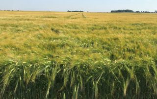 EliGrain a Barley product advantages 2