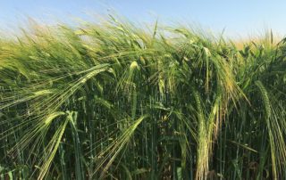 EliGrain a Barley product advantages 3