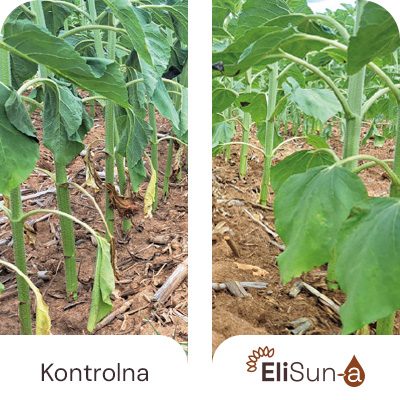 Listovi manje venu (-16%) i manje žute