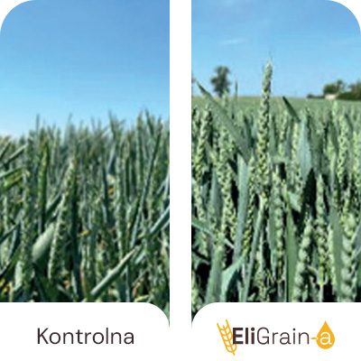 Smanjeno uvijanje listova