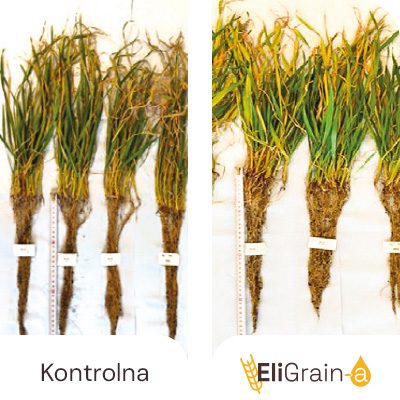 Stimulacija korena i listova
