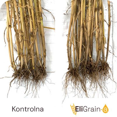 Stimulacija korena u fazi izduživanja stabla