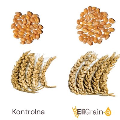 Veća plodnost klasa i masa hiljadu semena